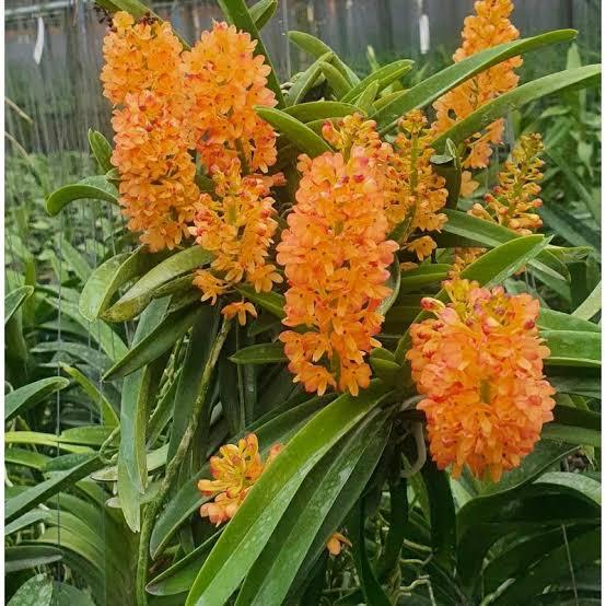 Anggrek ascocentrum kebutan | Anggrek vanda mini