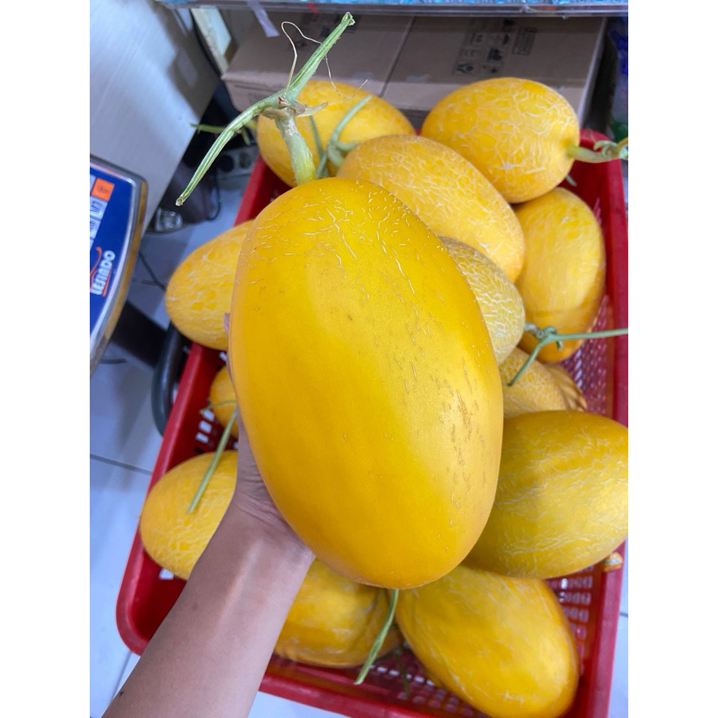buah melon mini itanon hidroponik golden sunpride  honey globe sweet honey manis brix 14-17 manis ho