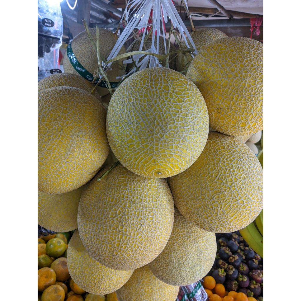Melon intanon premium