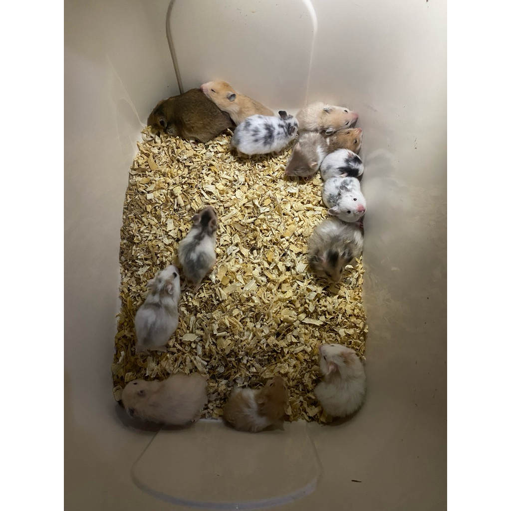 HAMSTER SYRIAN JINAK MURAH (JAWA BARAT & JABODETABEK)