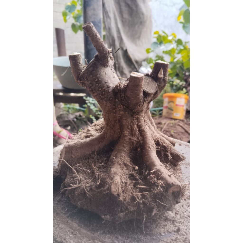 bahan bonsai anting putri prokar