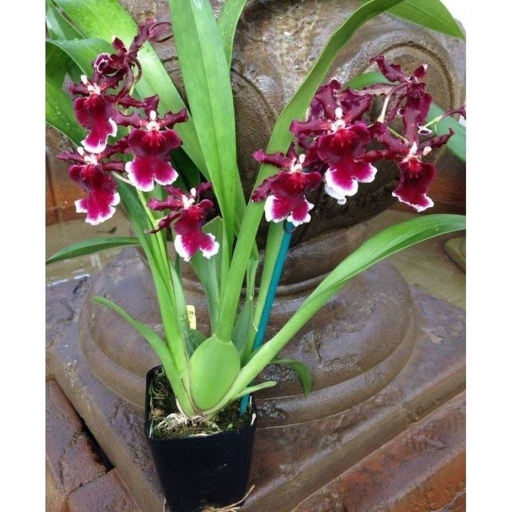 Anggrek Oncidium Burgundian - Anggrek Oncidium Berkualitas