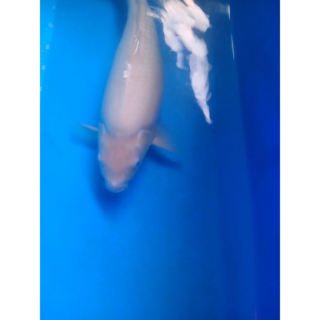ikan koi F1 jenis shiromuji size 55 cm punuk dan body bulki
