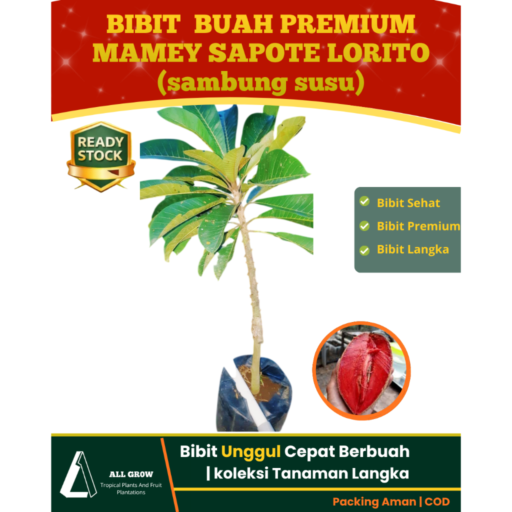 Bibit Mamey Sapote Lorito Sambung Susu Unggul Cepat Berbuah Tanaman Buah Langka Premium Manis Besar 