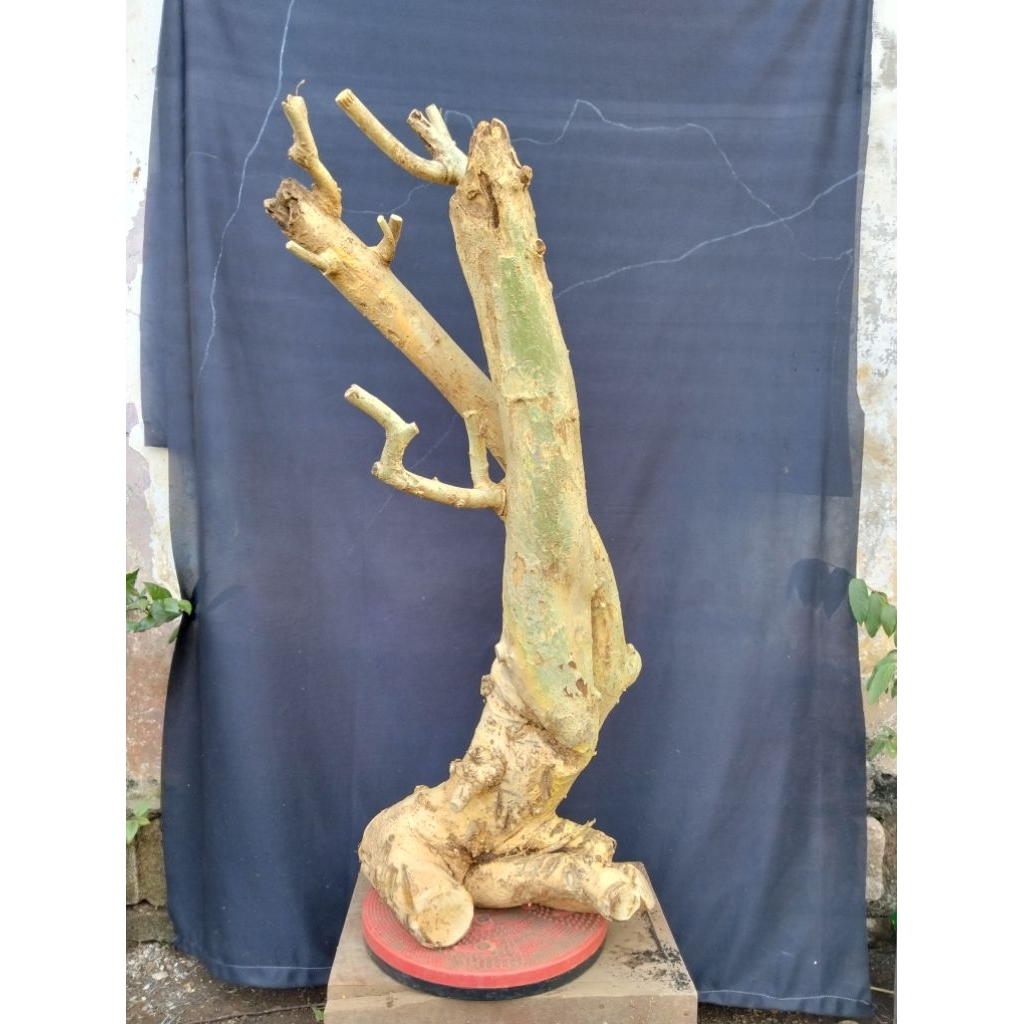 Bahan bonsai serut jumbo meliuk sesuai gambar