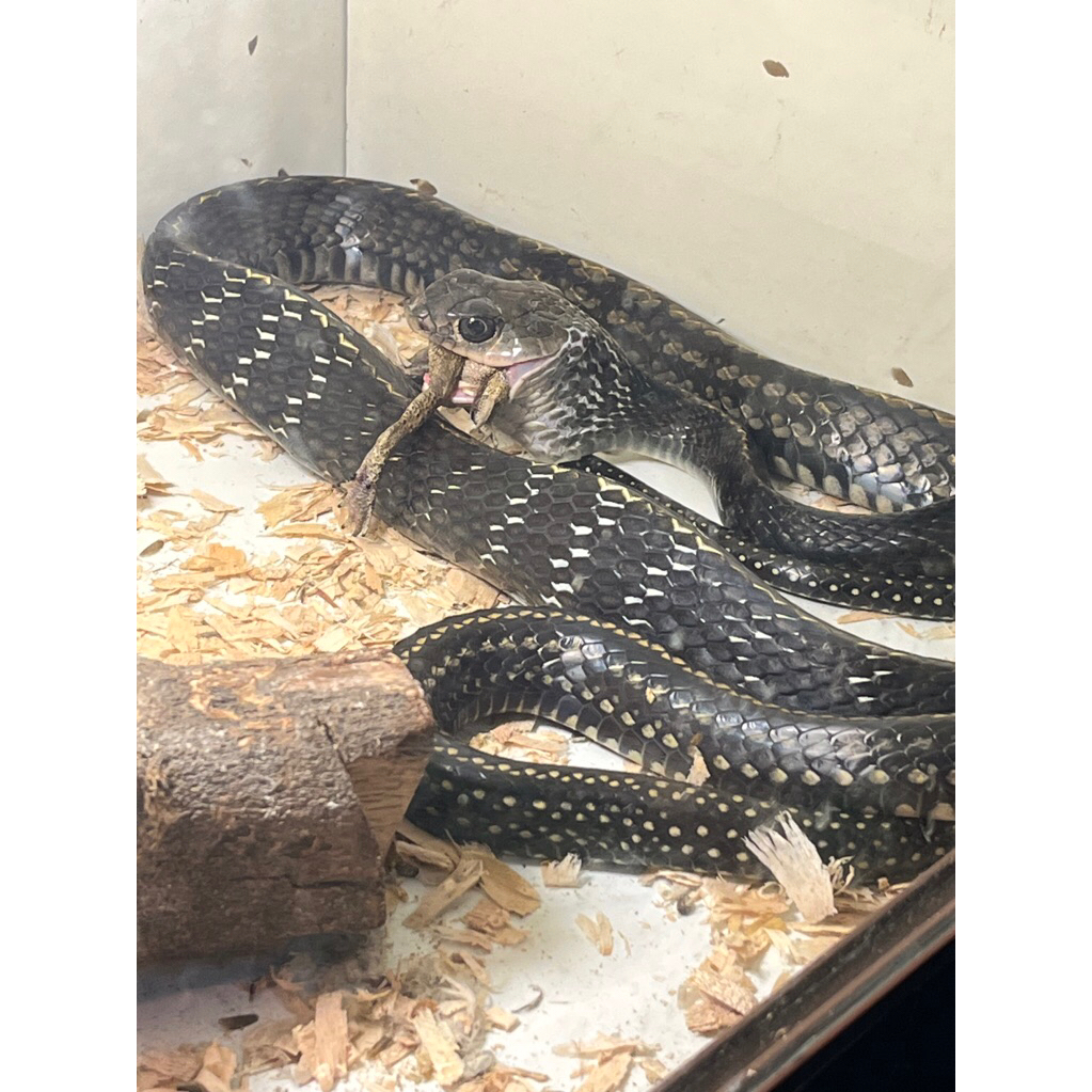 reptile reptile