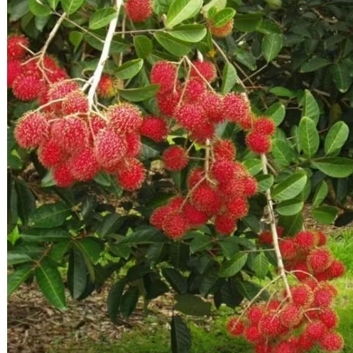 rambutan binjai kondisi berbunga