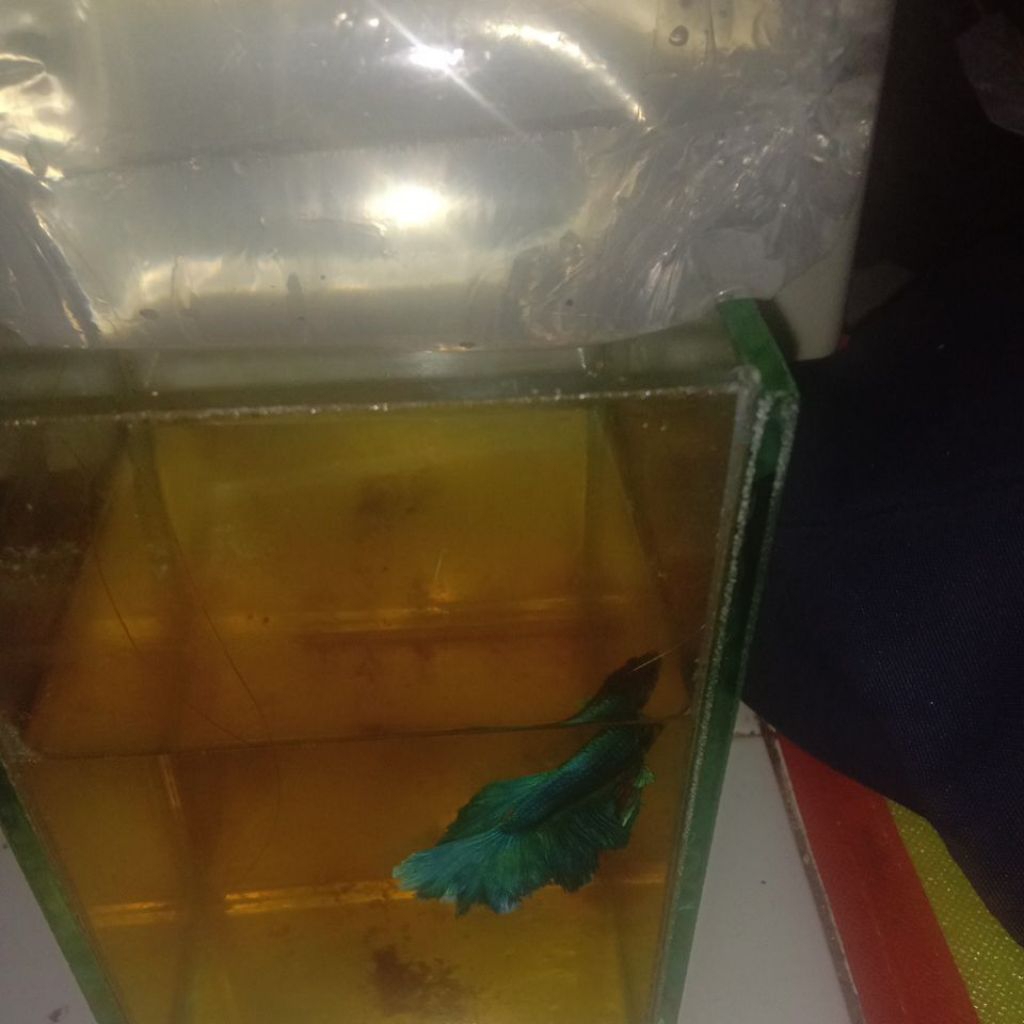 ikan cupang lelang