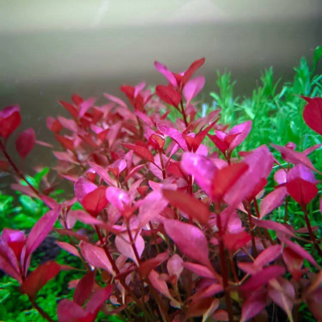 Ludwigia sp Red mini