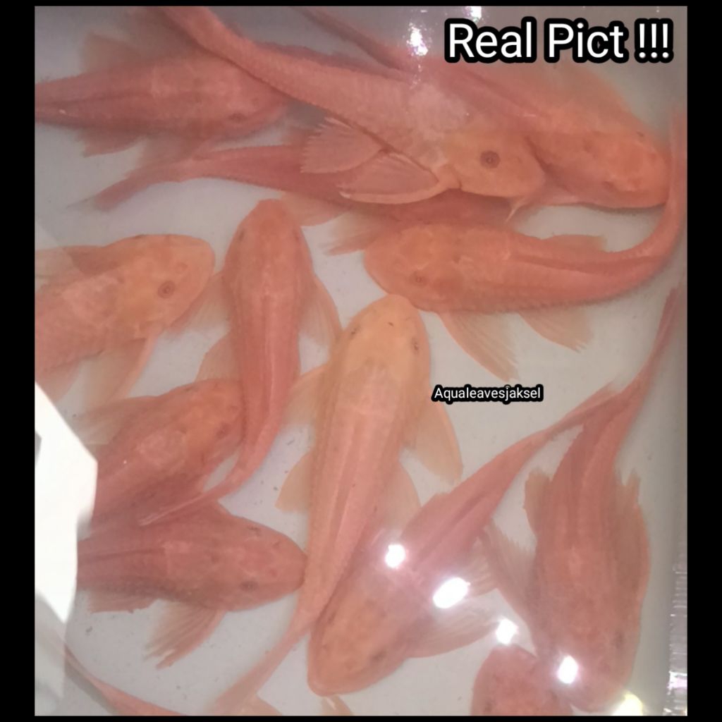 ikan sapu sapu jumbo size 13cm-15cm