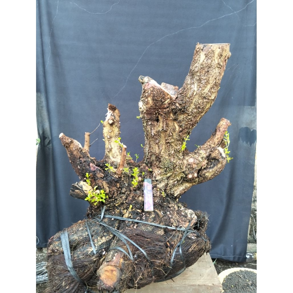 Bahan bonsai santigi Jumbo sesuai gambar