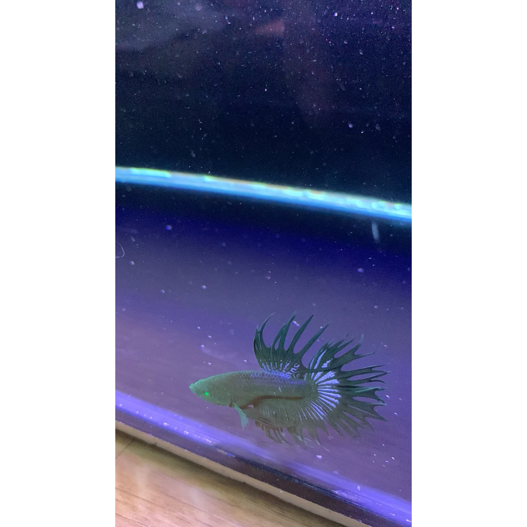 Cupang CT HULK (MALE)