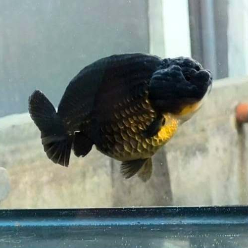 PAKET TERLARIS BABY RANCHU BLACK GREEN KEKAR - PAKET 8 EKOR