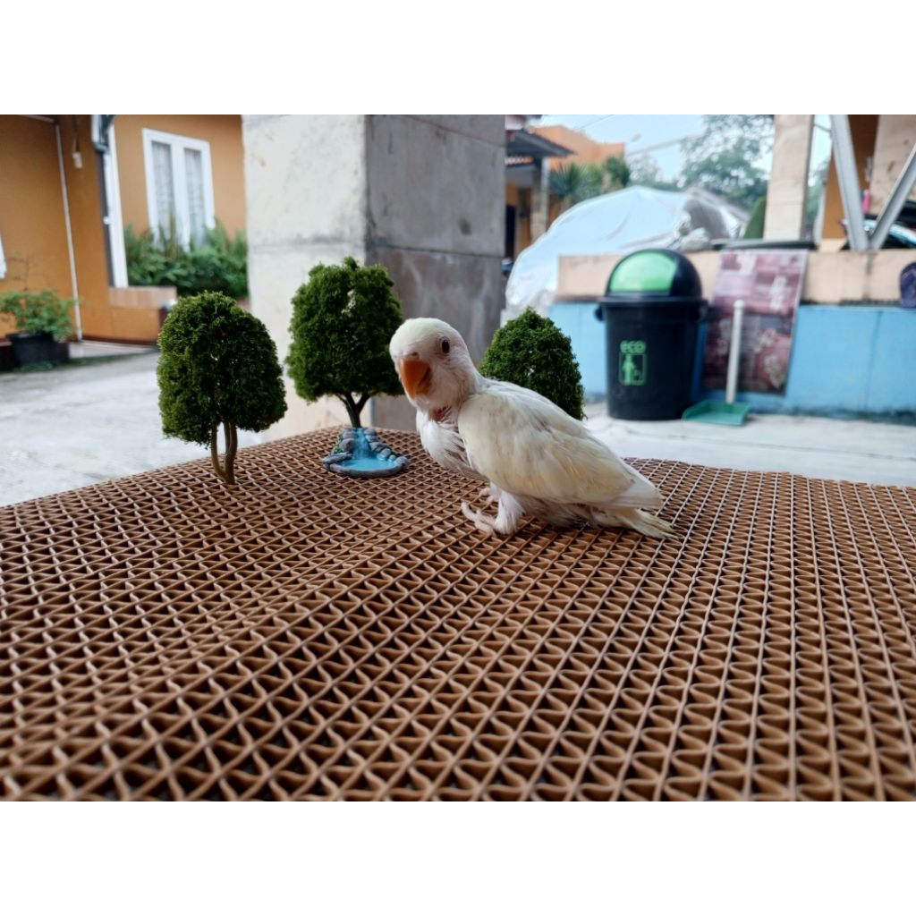Lolohan Lovebird NK Non klep Cremino ( Aqua Ino)