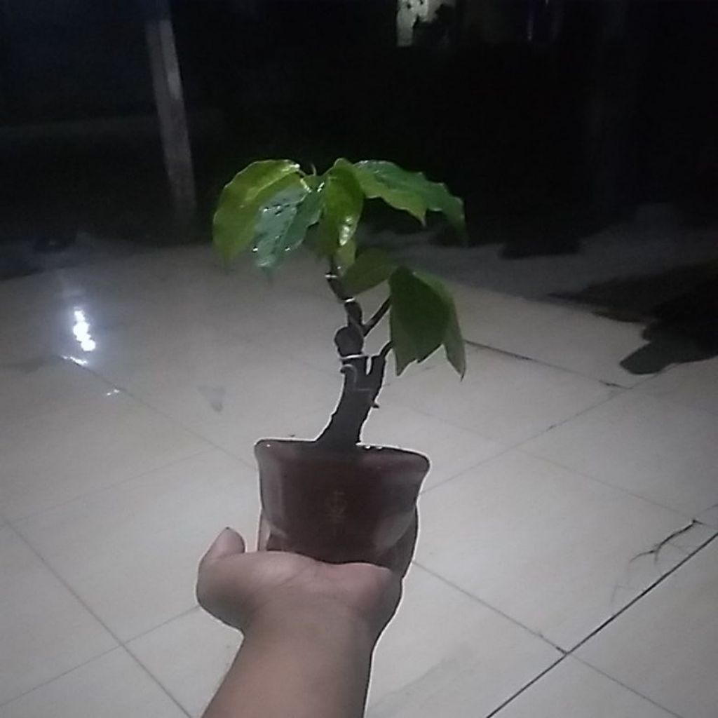 Bonsai mini ficus bunut