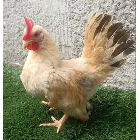 ayam kate jantan muda