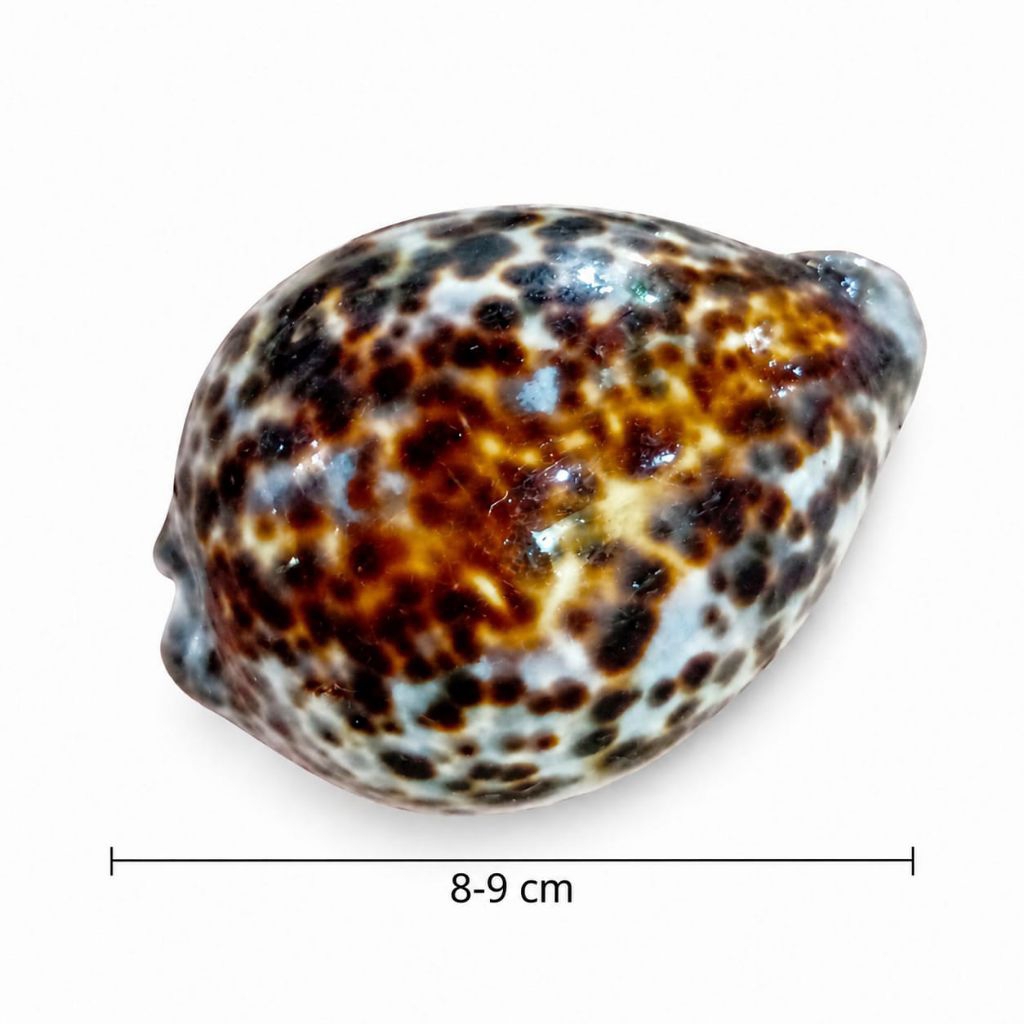 cangkang kuwuk totol - kerang kuwuk besar - kerang kuwuk - cangkang kerang laut - kerang kerajinan