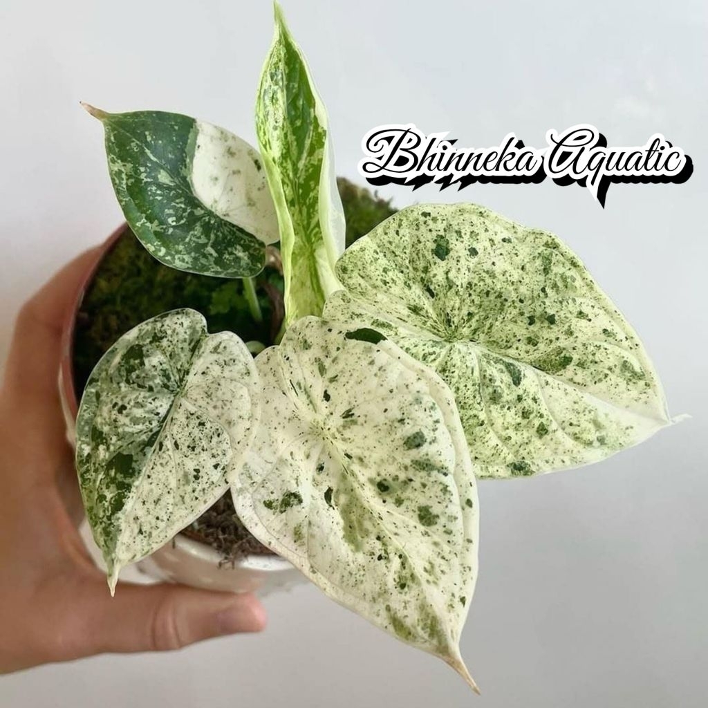 Tanaman Hias Alocasia Dragon Scale Mint Marble Variegata Varigated Varigata Alokasia Tengkorak Real 