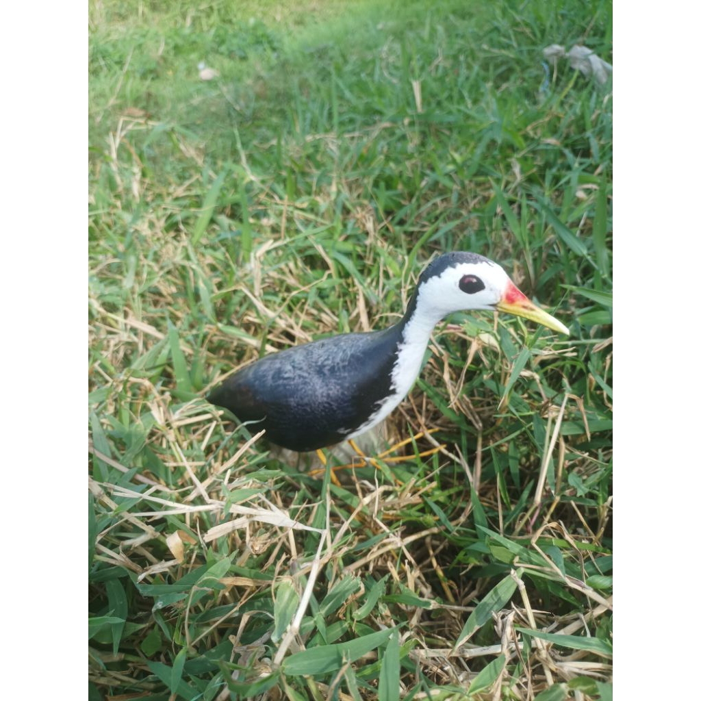 decoy burung ruak ruak mirip asli jontrot manuk kareo padi pikat burung ruakruak ampuh tahan penyok