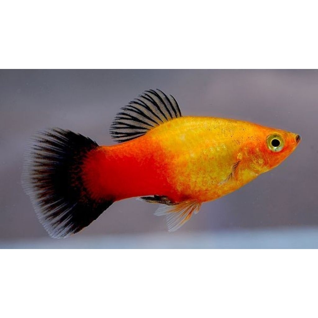 Platy Micky Mouse, Platy Sunset, Platy Coral (Indukan) Hiasan Akuarium