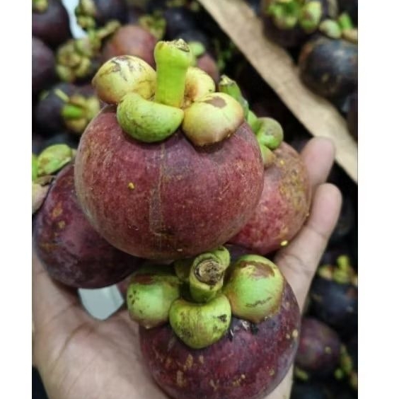 buah manggis padang Cherry biji kempes berat 1 kg