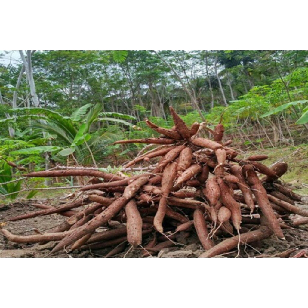 Ketela Ketan/Telo Ketan Gunungkidul
