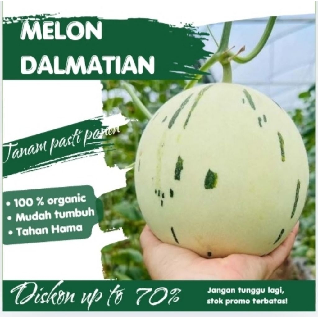 Benih Buah Melon Dalmatian Korea Benih Buah Melon Unggul