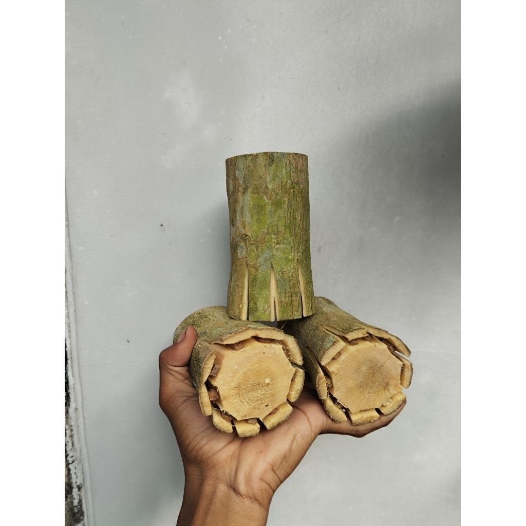 sancang pecah batang super jumbo bahan stek sancang bogel