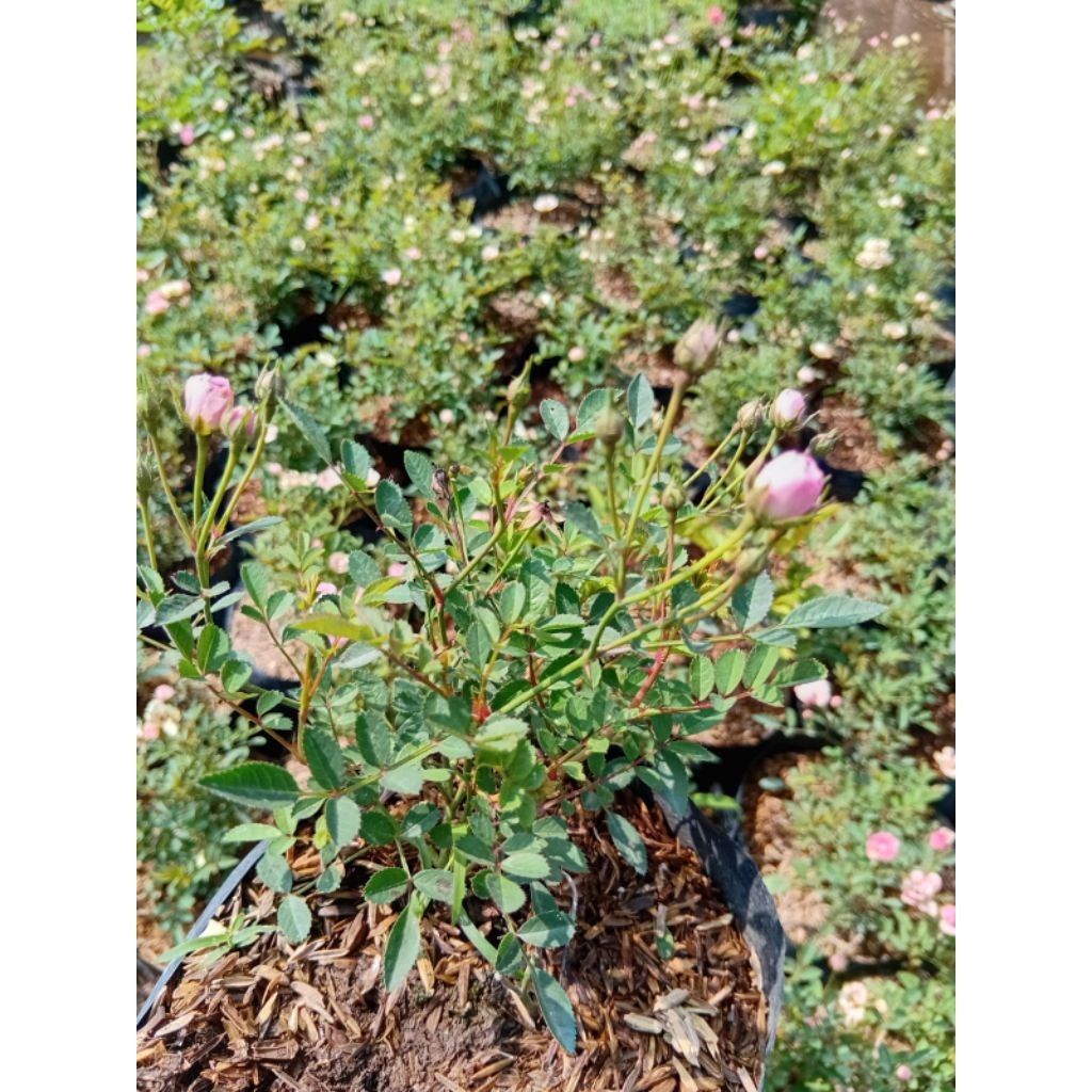 Bibit Tanaman Bunga Mawar Babyrose Mini