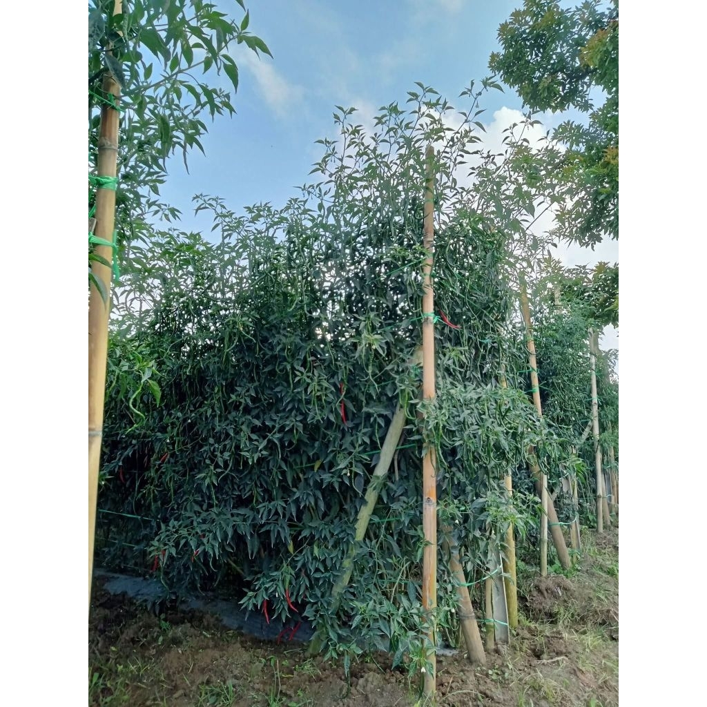 Cmk lokal RAHAYU 32