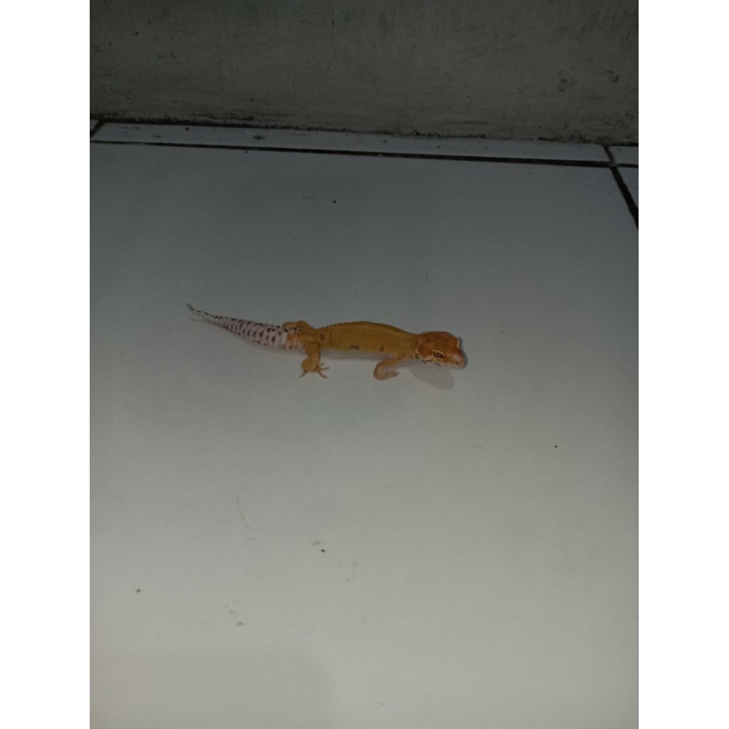 Leopard Gecko Juve