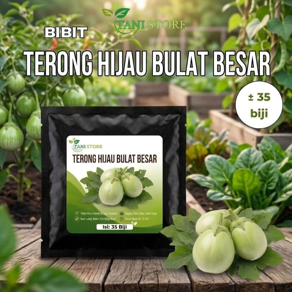 bibit benih terong hijau bulat besar berkualitas_terong hijau