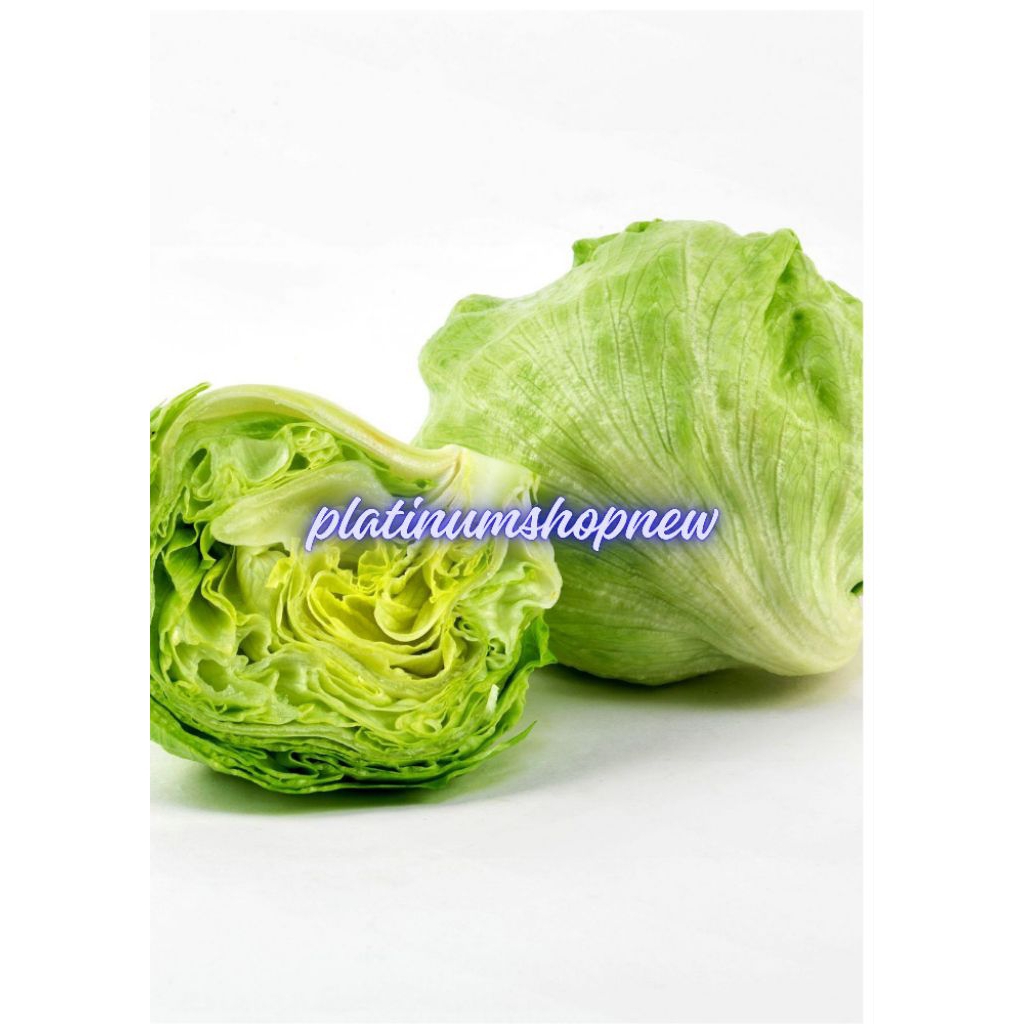 Ready Siap Kirim 1kg Lettuce Letus Lotus Kirim Instant Surabaya Gresik Sidoarjo