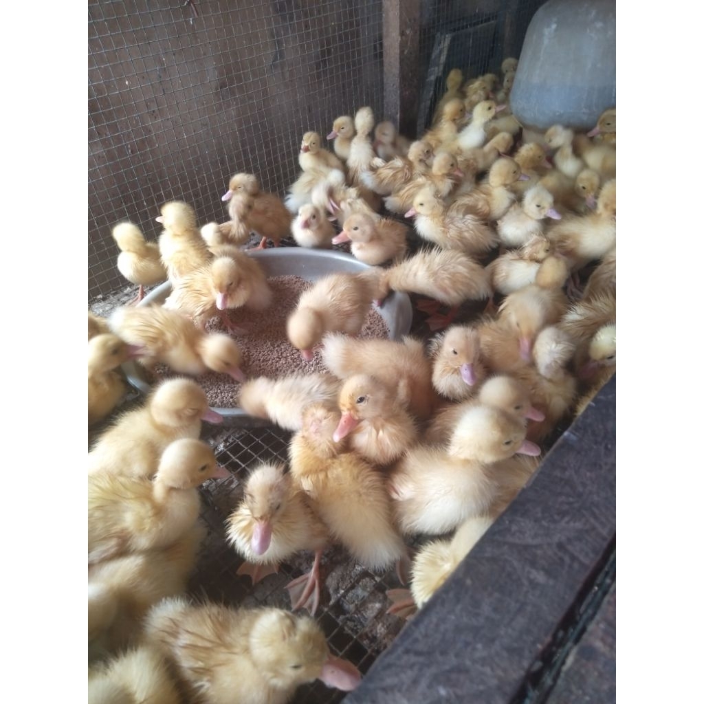 bebek Peking jumbo