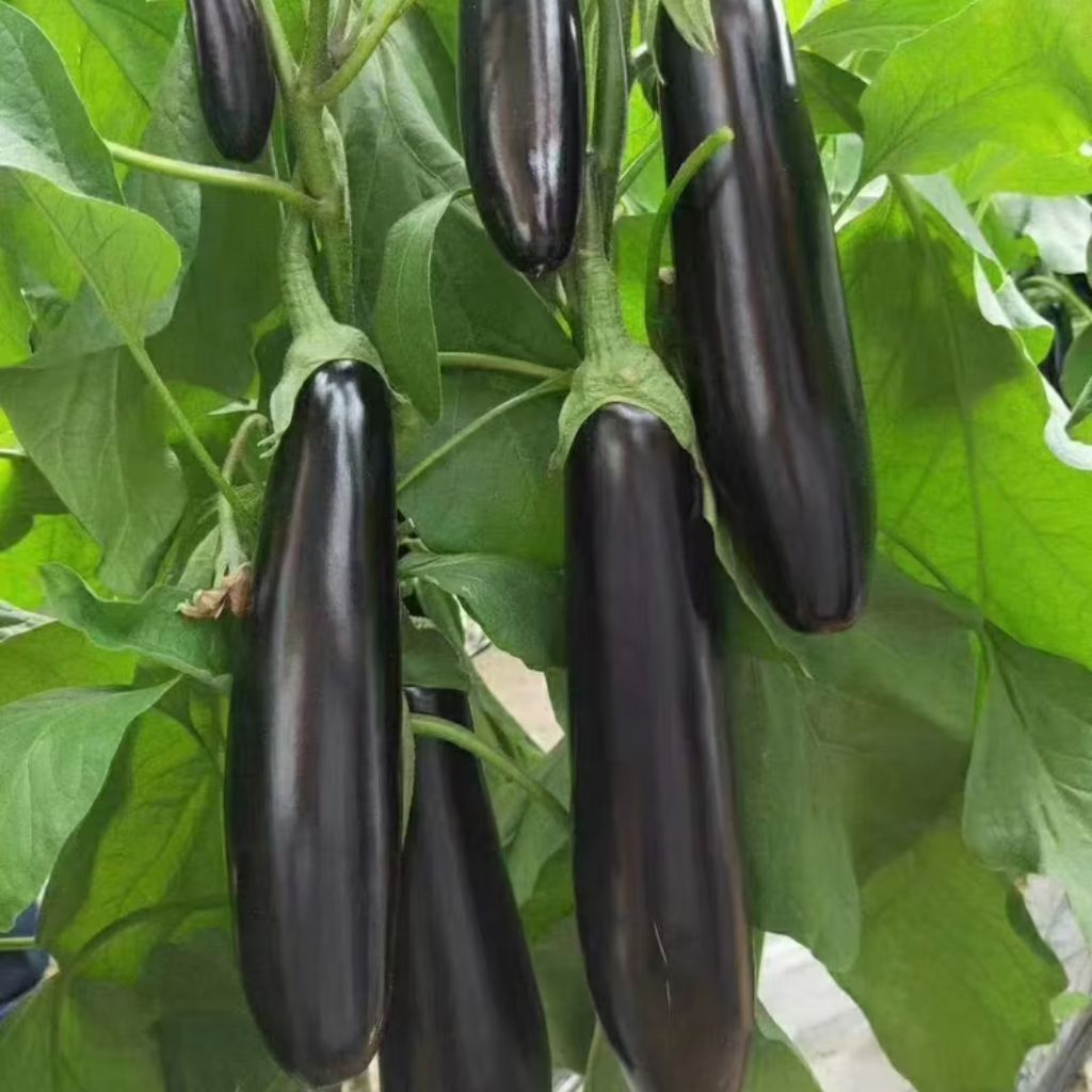 ( 1.000 Butir ) Benih Biji Terong Hitam | Terong Hitam Panjang | UKILEAF
