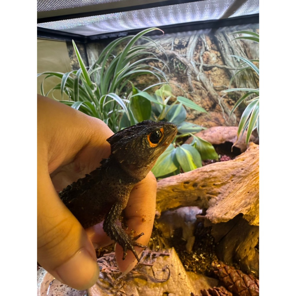 Red Eyed Crocodile Skink Reptil