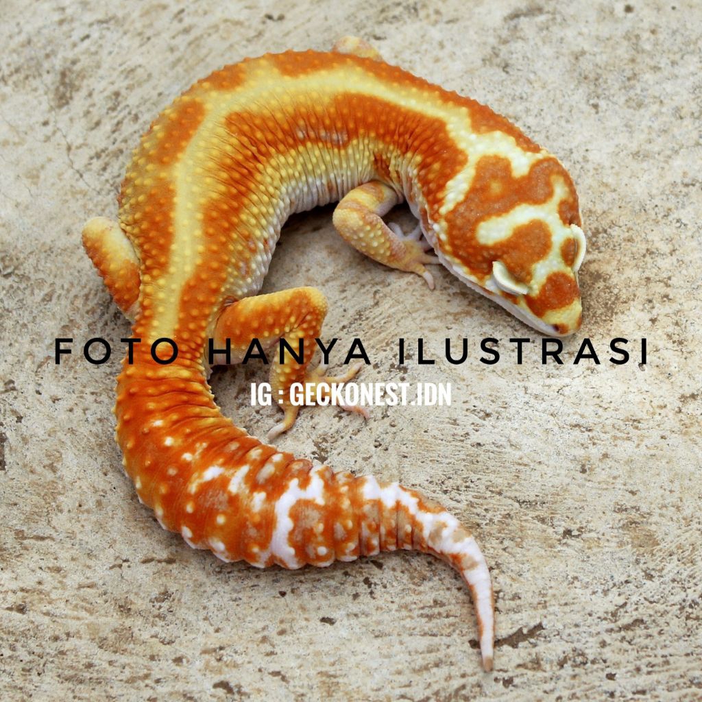 blind box mainan leopard gecko