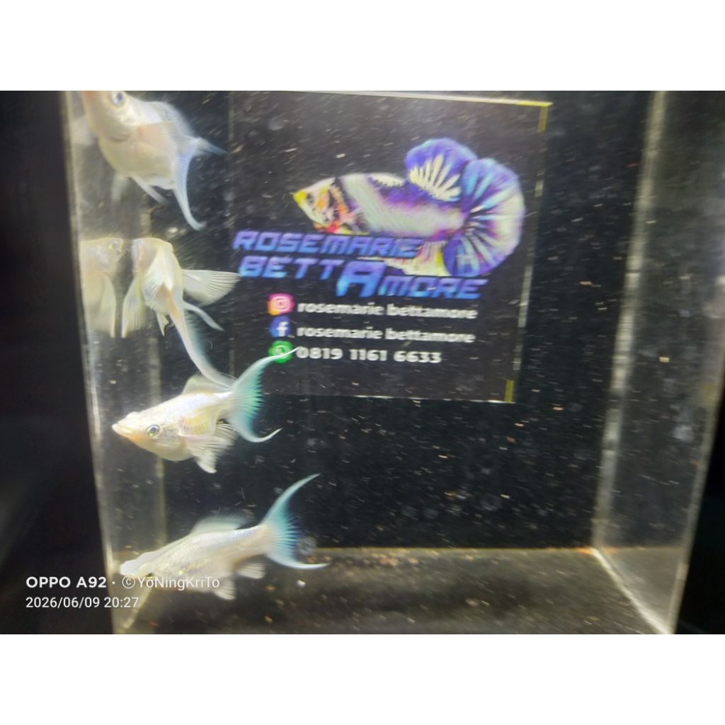 Molly Platinum Cawang