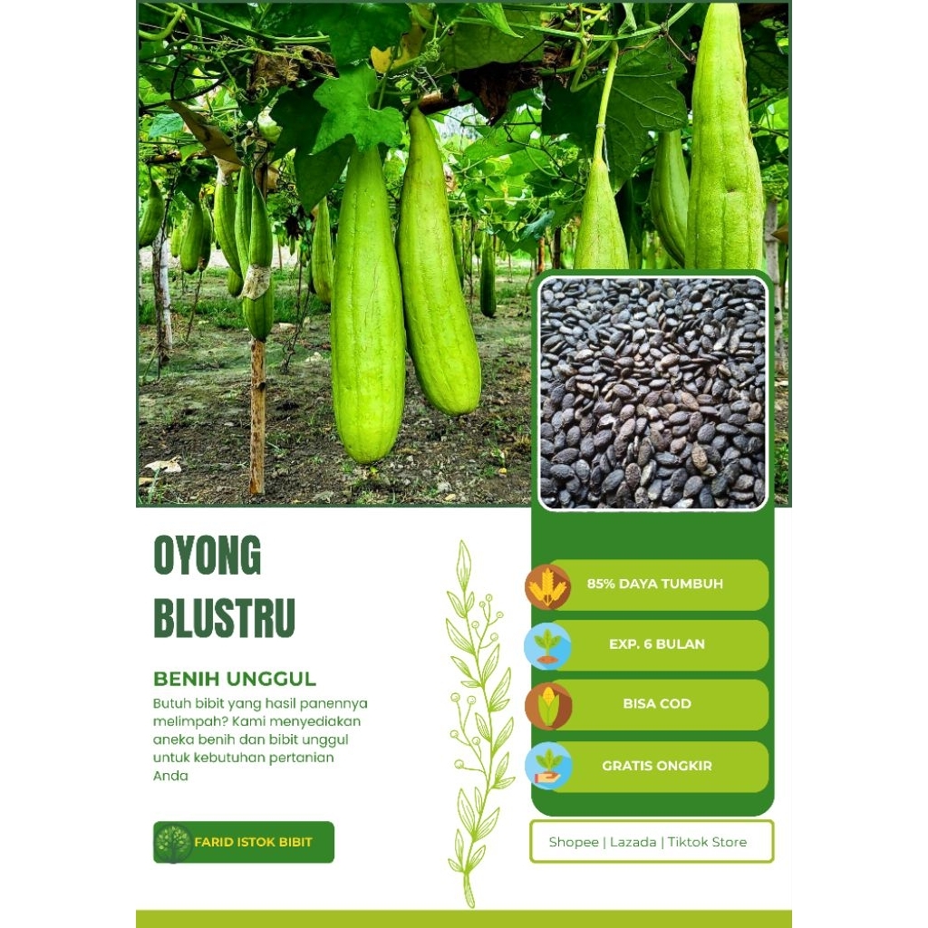 Benih Unggul OYONG BLUSTRU (100 biji)