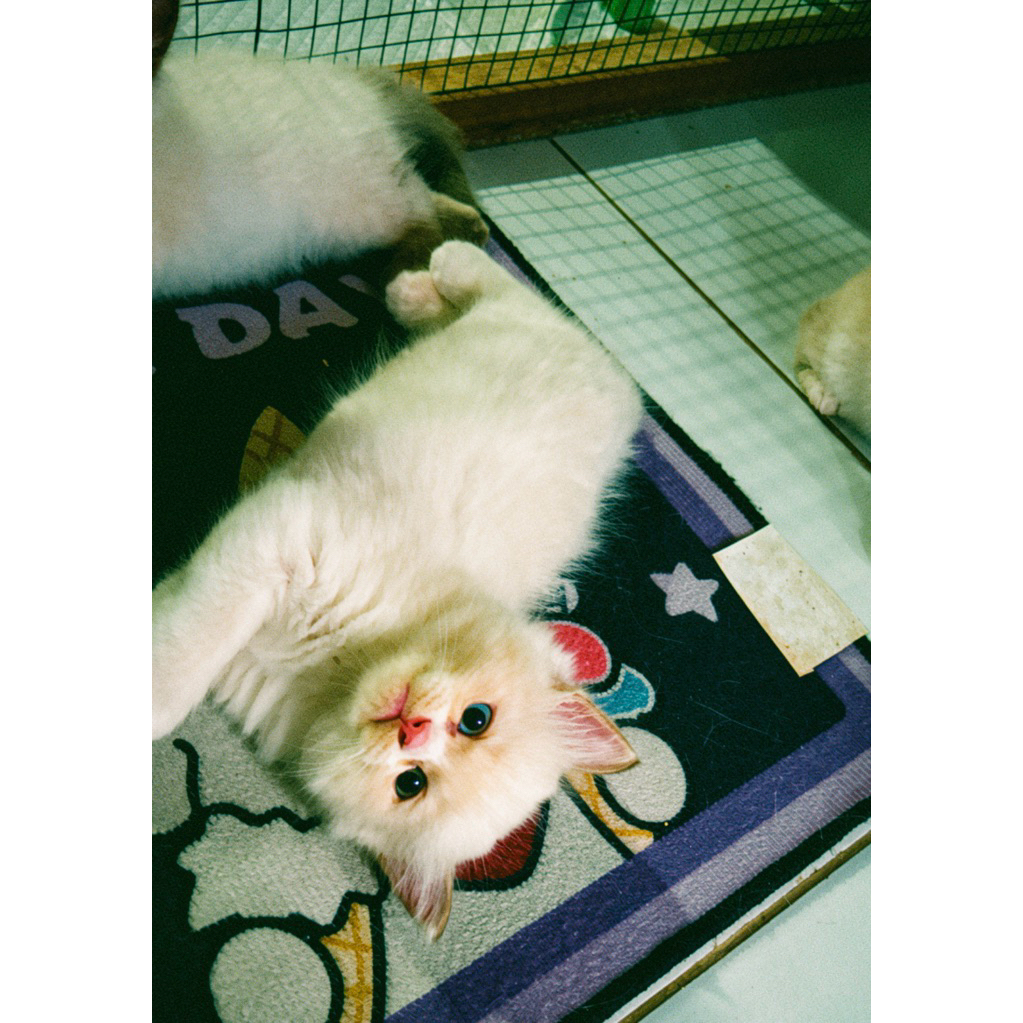 kucing kitten ragdoll bicolar jantan