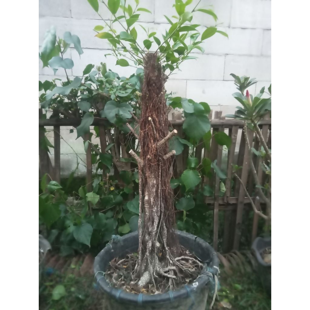 Bahan bonsai beringin kimeng batang besar angker