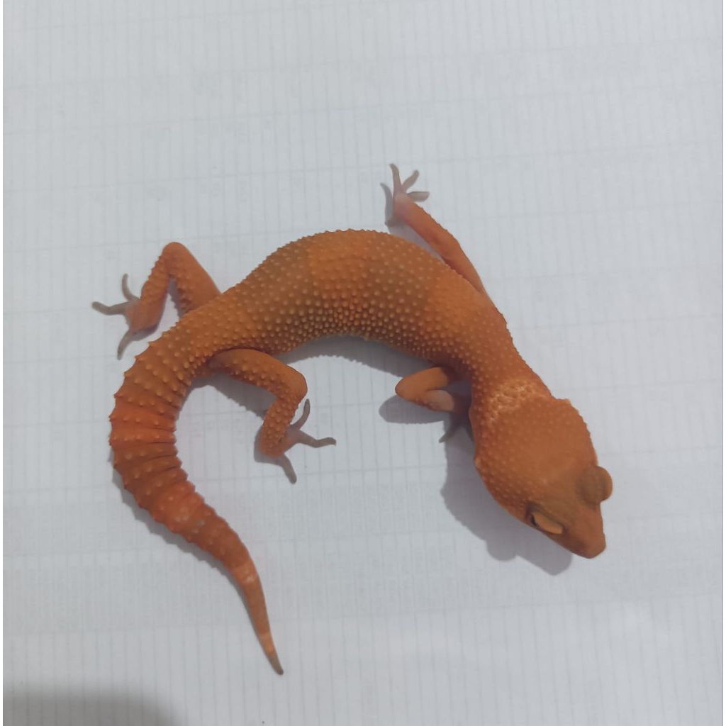 GECKO SUNGLOW FEMALE PEDES FULL CT QUALITY CONTEST