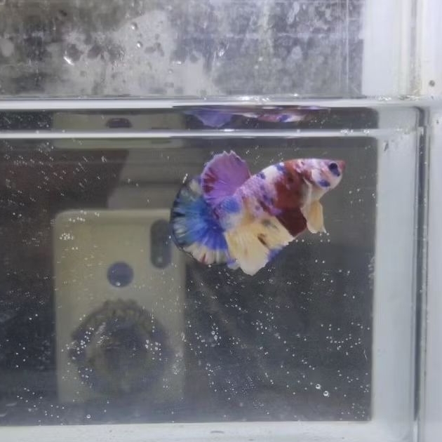 Ikan Hias Cupang Plakat Multicolor Jantan