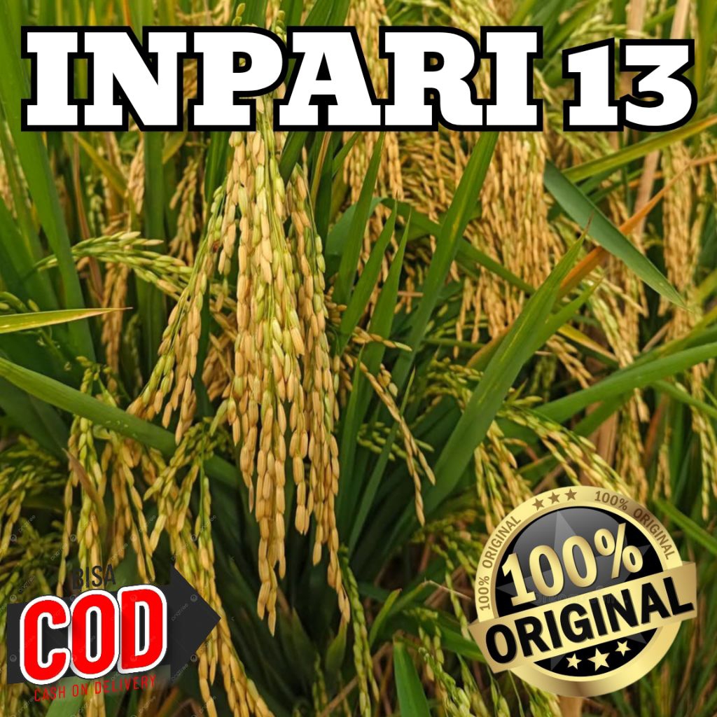 Bibit Benih Padi Inpari 13 Super Genjah Kualitas Premium Berkualitas Unggul Kemasan 5kg