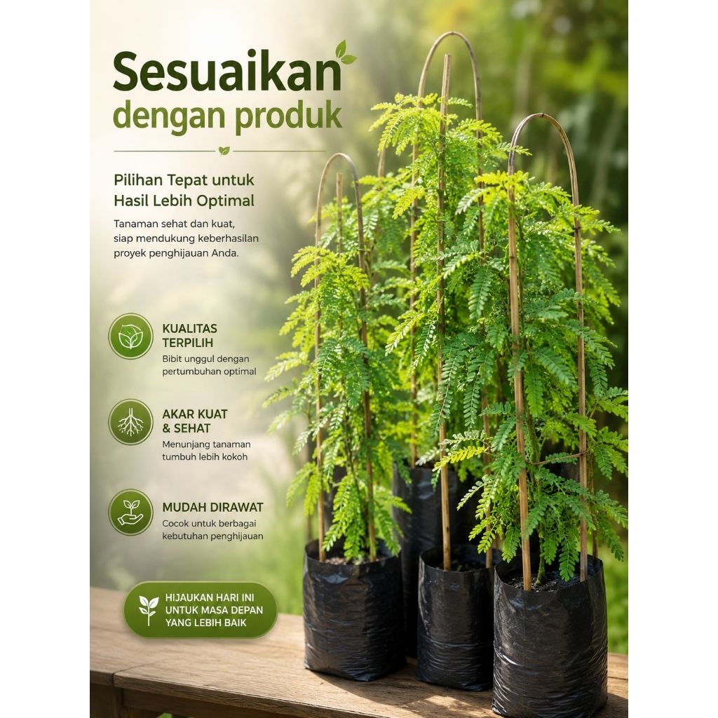 Bibit Tanaman Saga Pohon Saga Tanaman Daun Saga Pohon Daun Saga