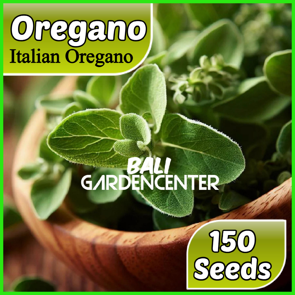 Isi 150 Benih Biji Oregano - Italian Oregano Import