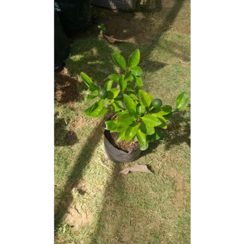 Bibit jeruk/limau kasturi