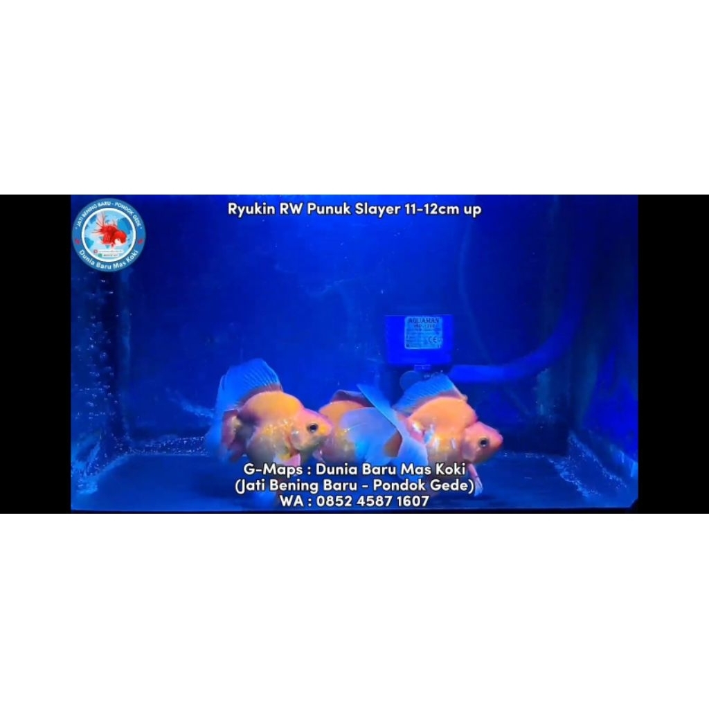Ikan Mas Koki Ryukin RW Punuk Slayer 11-12cm up