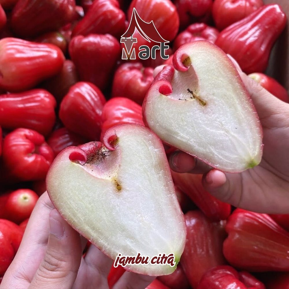 Buah Jambu Citra 1kg Fresh Premium - Glagah Mart