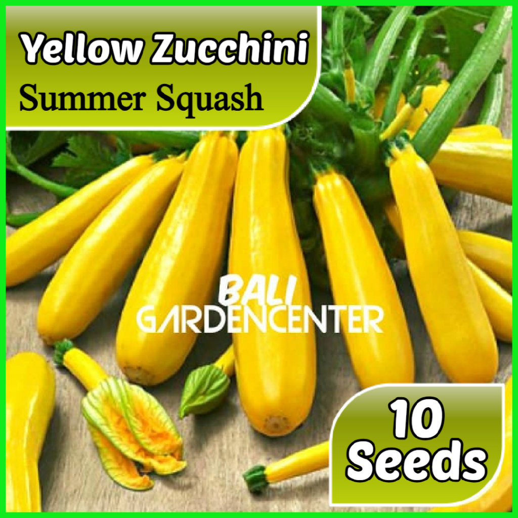 Isi 10 Benih Biji Zucchini Kuning - Yellow Zucchini